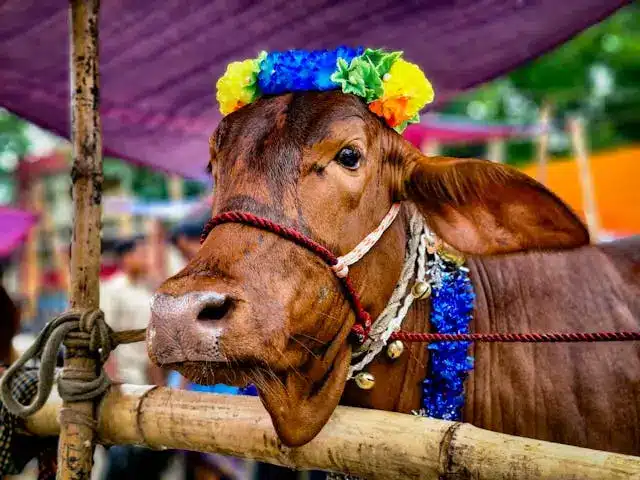 what is qurbani